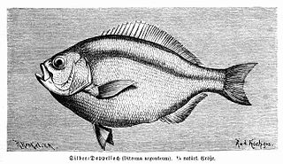 <i>Hyperprosopon</i> Genus of fishes