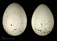 Яйця Hypocolius ampelinus в оологічній колекції, Тулузький музей