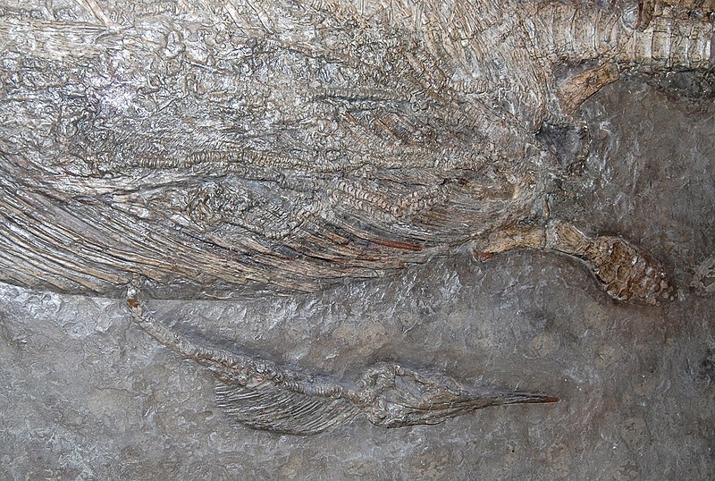 File:Ichthyosauria offspring in Vienna.jpg