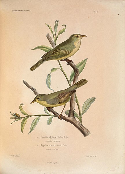 File:Iconographie ornithologique (Pl. 57) (6120035825).jpg