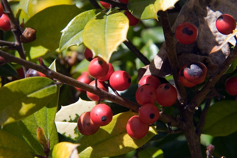 File:Ilex x attenuata Sunny Foster 2zz.jpg