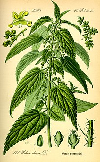 Ilustración de Urtica dioica.