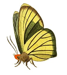 Illustrations of Exotic Entomology Hesperia Iphis under.jpg