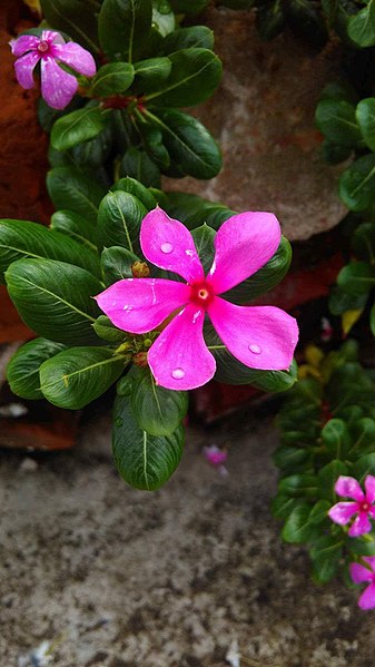 चित्र:Indian Catharanthus.jpg