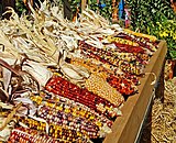 The multi-colored 'Indian corn' once common in New England for food. Originally from Central America, took several centuries to develop varieties of corn that thrived in the local climate. Indian Corn 10-14a (15518408005).jpg