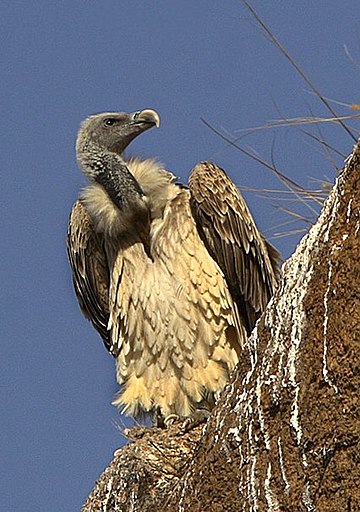 File:Indian Vulture- Gyps indicus.jpg