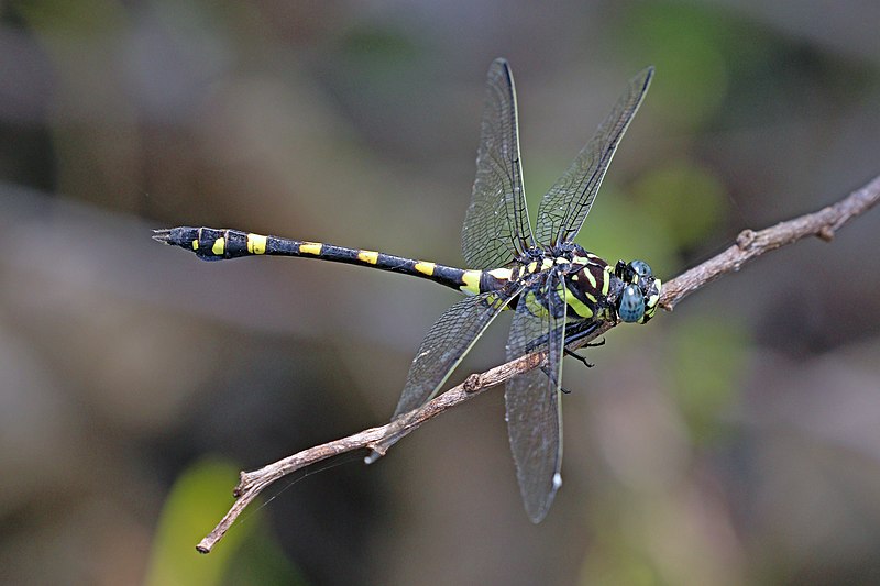 File:Indian common clubtail (Ictinogomphus rapax) male 3.jpg