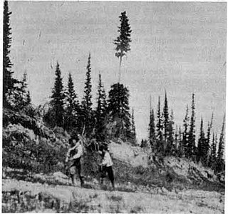 Lobstick a traditional marker found in the Boreal Forests of Canada created by removing branches of a coniferous tree