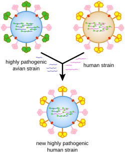 Una caricatura que muestra cómo los genes virales pueden mezclarse para formar nuevos virus