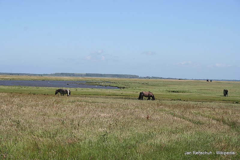 File:Insel Hiddensee 07.JPG