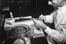 W. Heston giving an intravenous injection to mice. Heston, around 1944, studied pulmonary tumors and heredity in mice with an attempt to localize tumor susceptibility to specific genes. Intravenous injection to mice.jpg