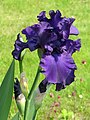 Iris 'Dusky Challenger', Kosaciec 'Dusky Challenger', 2010-05-29