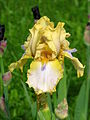 * Nomination Iris 'Songbird'. Botanical Garden of Moscow State University. --Kor!An 06:26, 13 June 2013 (UTC) * Promotion Good quality. --Cayambe 20:07, 17 June 2013 (UTC)