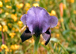 Iris haynei (photo by Pixie).jpg