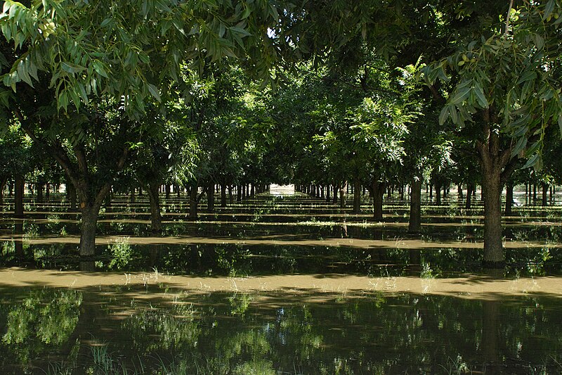 File:Irrigating Pecans.jpg