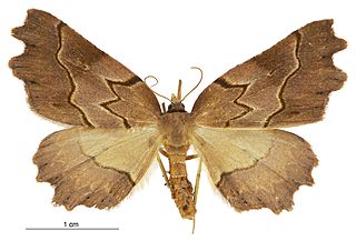 <i>Ischalis fortinata</i> Species of moth endemic to New Zealand