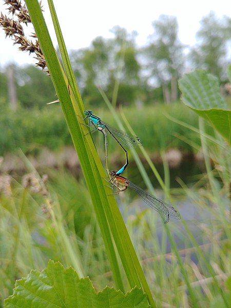 File:Ischnure élégante (Agrion élégant) - Ischnura elegans.jpg