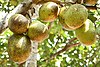 Jack fruits in Kerala 001.jpg