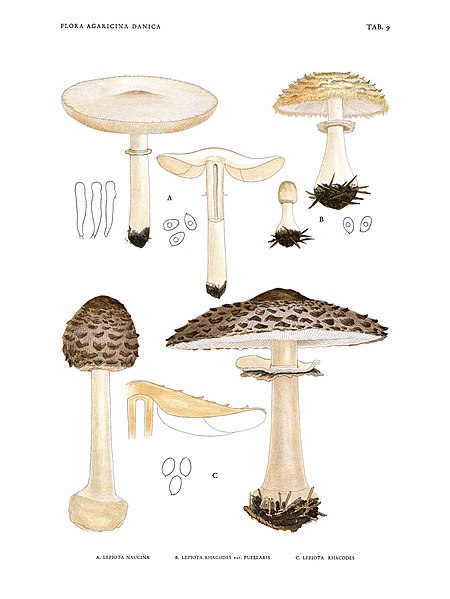 File:Jakob E. Lange- Flora agaricina Danica. Vol. 1- TAB. 09.jpg