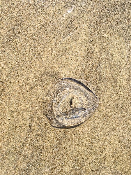 File:Jellyfish on beach - Manzanita, Oregon.jpg