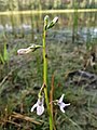 Jezioro Pomyskie na Pojezierzu Bytowskim. Lobelia jeziorna Lobelia dortmanna.