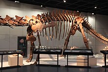Closer view of body Jiangshanosaurus lixianoensis.jpg