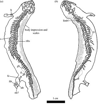 <i>Joermungandr bolti</i> Extinct genus of tetrapods