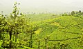 Чайные плантации Чикамаглура