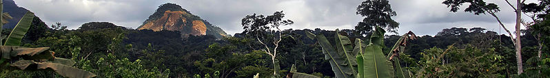 File:Jungle-near-Oyala,-Equatorial-Guinea-banner.jpg