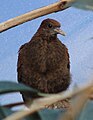 White Throated Ground Dove