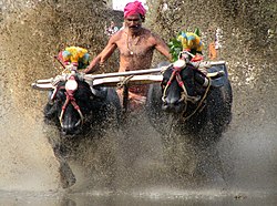 Famoso Kambala Race of Kadri