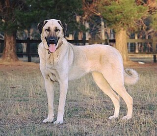 Kangal Shepherd Dog Dog breed