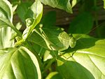 Katydid camouflaged in basil plant.jpg