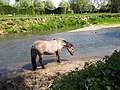 Miniatuurafbeelding voor de versie van 13 mei 2020 19:47