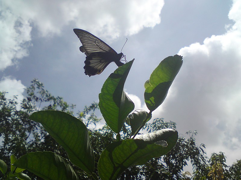 File:Kupu-kupu diatas daun jeruk purut.jpg