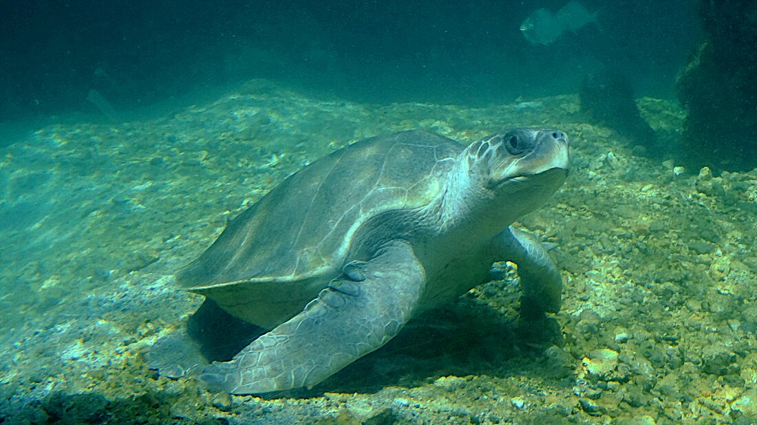 Lepidochelys olivacea