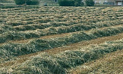 La Tallada d'Empordà (Baix Empordà), 14 de maig de 2001