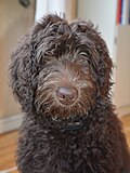 Miniatyrbild för Labradoodle