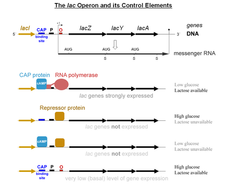 Lac operon