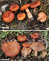 Lactarius lanceolatus (10.3897-mycokeys.15.9587) Figure 26.jpg