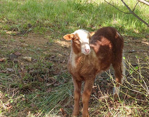 Agneau qui observe son environnement en Ardèche, France.