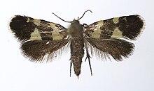 Lampronia luzella.jpg