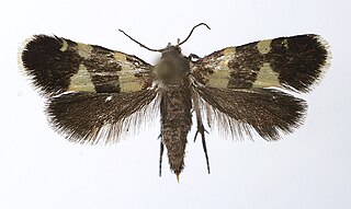 <i>Lampronia luzella</i> Species of moth