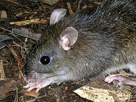 Мышь относится к группе. Apomys sacobianus. Горная мышь. Остров мышей. Мышиные (подсемейство) мышиные.