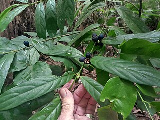 <i>Lasianthus chlorocarpus</i> Species of plant in the family Rubiaceae