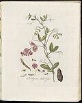 Lathyrus tuberosus (Plate 0204)