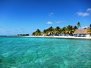 Caye Langhing Bird