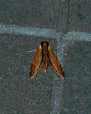 Moth (Lepidoptera)