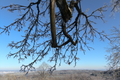 English: Tree Branch, Hohmichelstein Summit near Rudlos, Lauterbach, Hesse, Germany