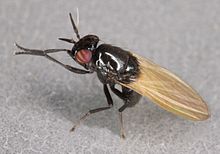 Lauxania cylindricornis, Fenn's Moss, North Wales, May 2011 (17244428352).jpg